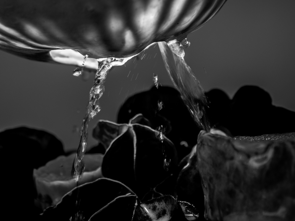 Descansco Gardens 29